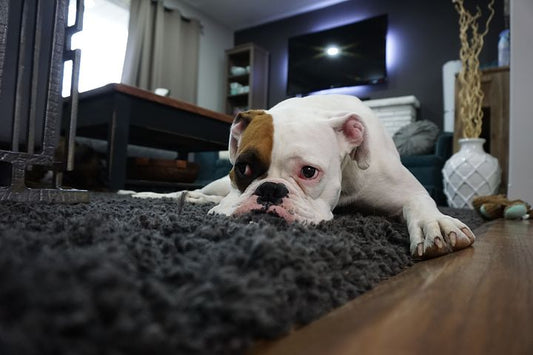 Dog Neutering And Dog Spaying