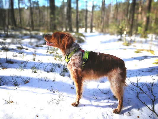 Brittany-Spaniel Dog Breed Guide