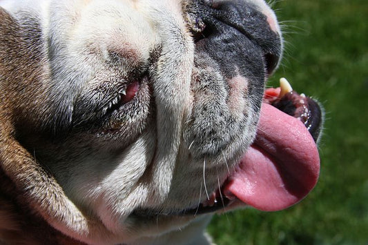 Dog Panting
