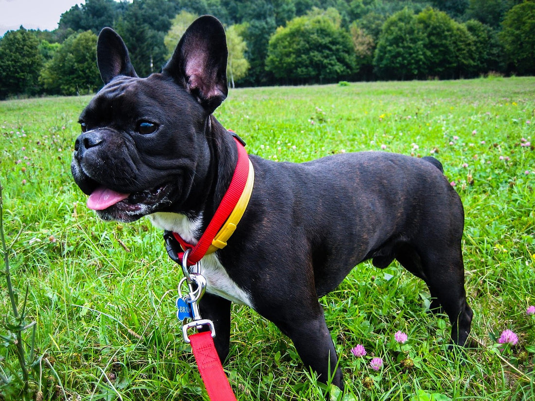 French-Bulldog Dog Breed Guide