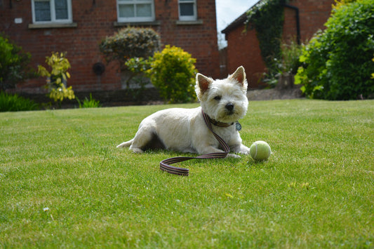 Cairn-Terrier Dog Breed Guide