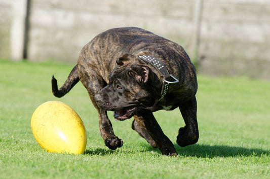 Canary-Mastiff Dog Breed Guide