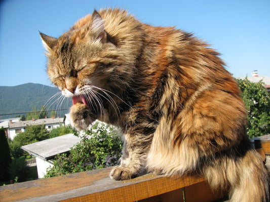 Maine Coon Cat Breed Guide