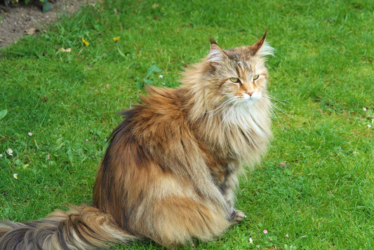 Siberian Cat Breed Guide