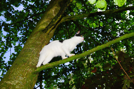 Basic Tips To Keep Your Cat Happy