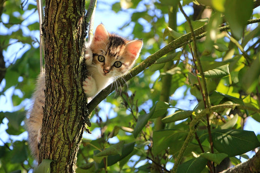 Why Do Cats Like To Hide A Lot