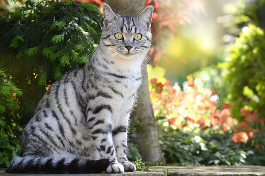 Cat Years