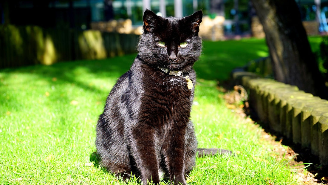 Black Cat Superstition Is It True
