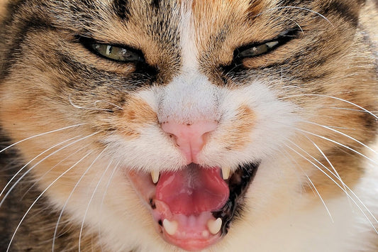 Cat Teeth