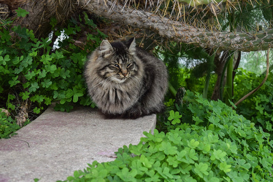 What Should You Do If You Find A Stray Cat