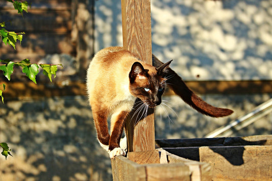 Siamese Cat Breed Guide