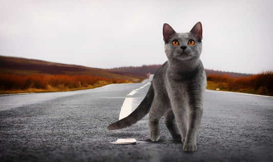 Do Cats Have Nine Lives