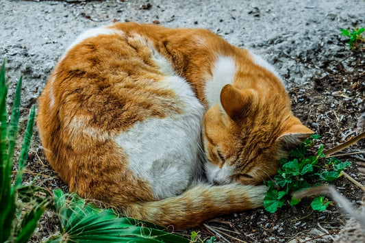 Cat Facts