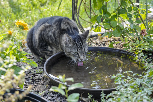 Protecting Your Cat Against Overheating