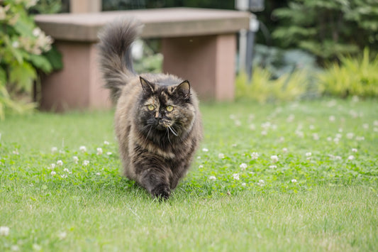British Longhair Cat Breed Guide