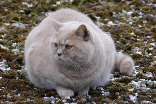 Is Your Cat Pregnant