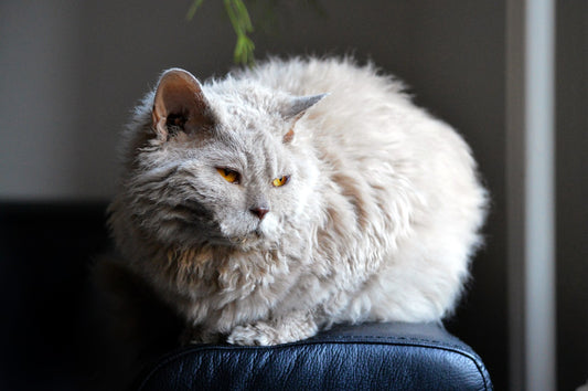 Curly Haired Cat