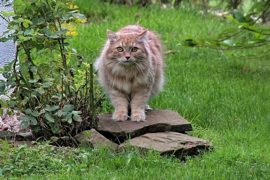 Most Expensive Cat Breeds