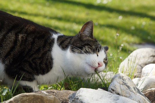 Why Do Cats Eat Grass