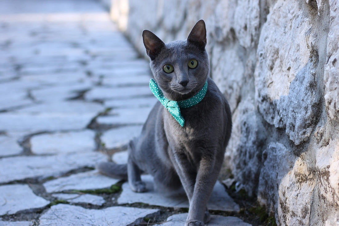 Russian Blue Cat Breed Guide