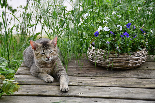 Cat Diarrhea