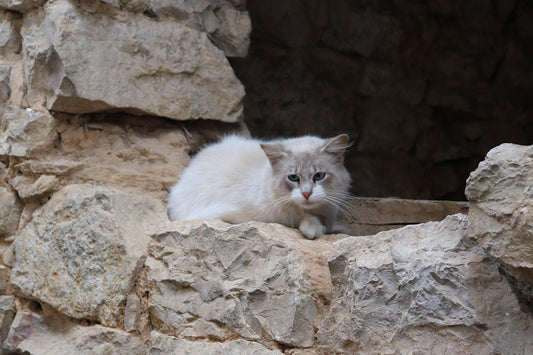 Cat Depression