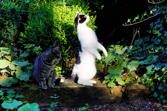 Cat Standing