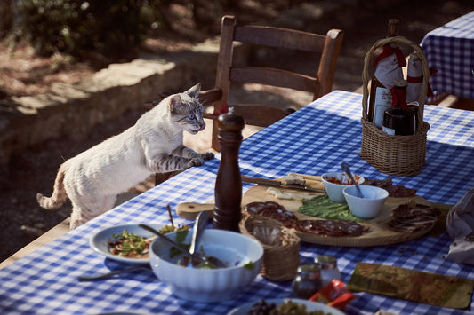 Your Responsibilities As A Cat Owner