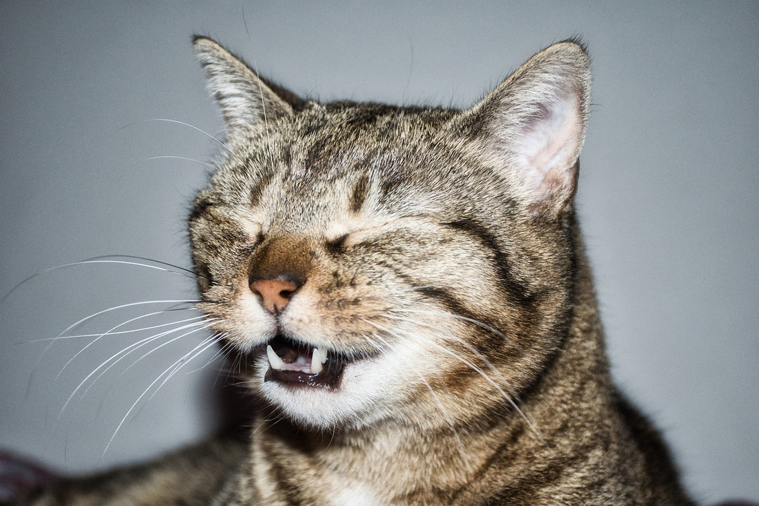 Cat Sneezing