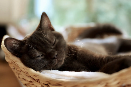 Why Do Cats Purr