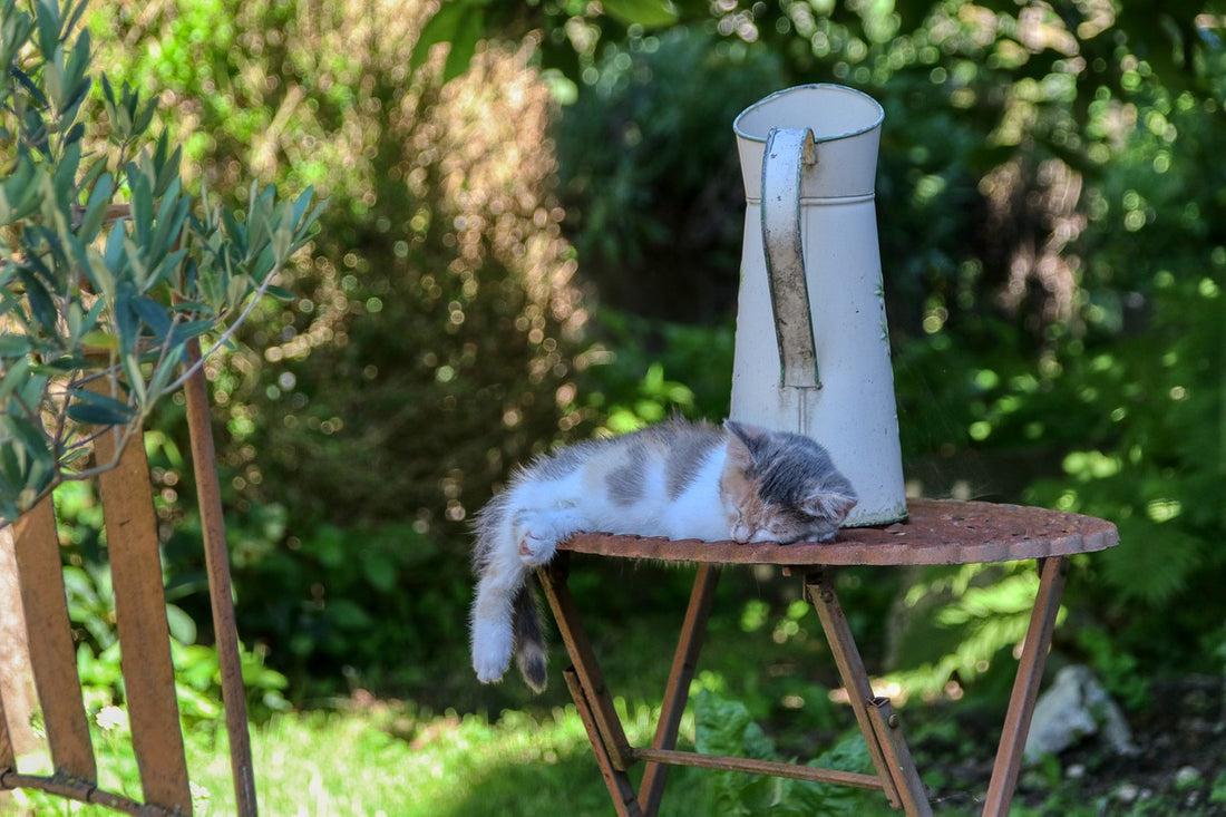 Strange Places Cats Like To Sleep