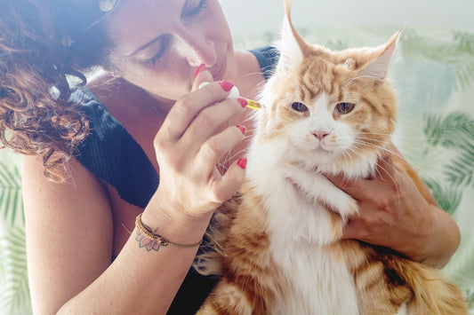 A Guide To Cat Medicines