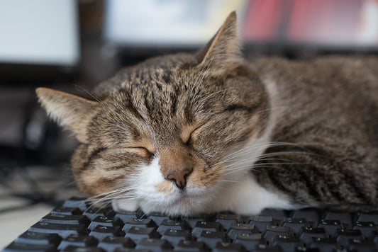 Cats In The Workplace