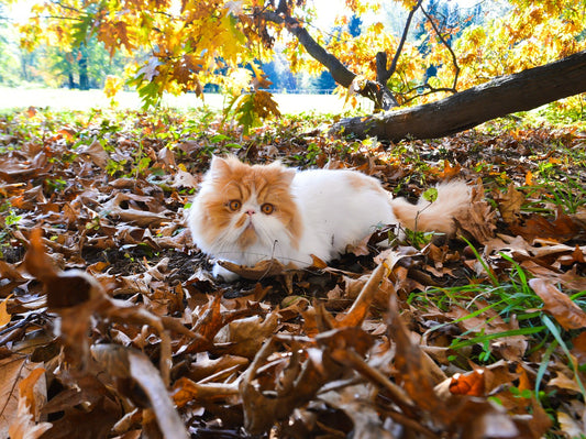 The UK's Most Popular Cat Breed