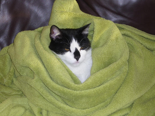 Can Cats Get Colds