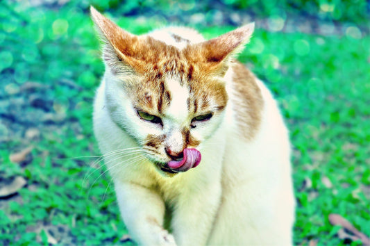 Cat Dementia