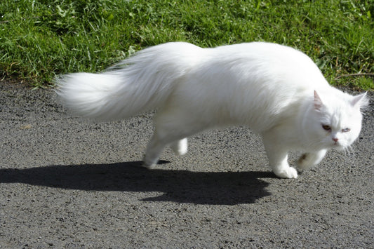 Persian Cat Breed Guide