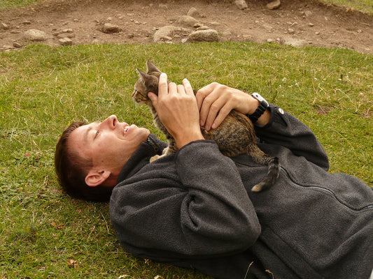 A Guide To Getting Your First Cat