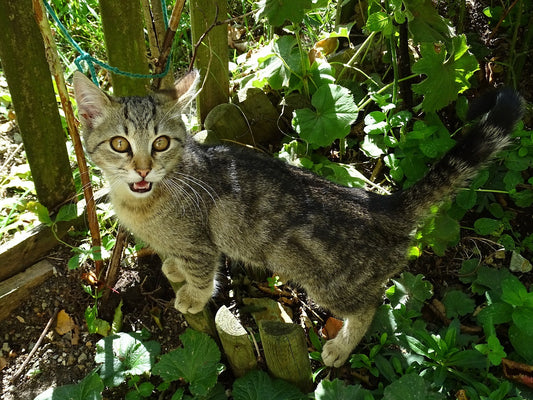 Cat Noise Meanings