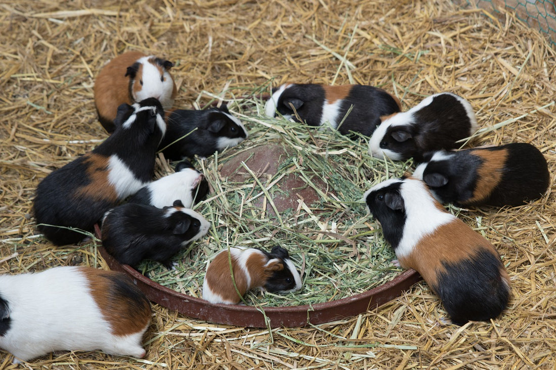 Fun Facts About Guinea Pigs