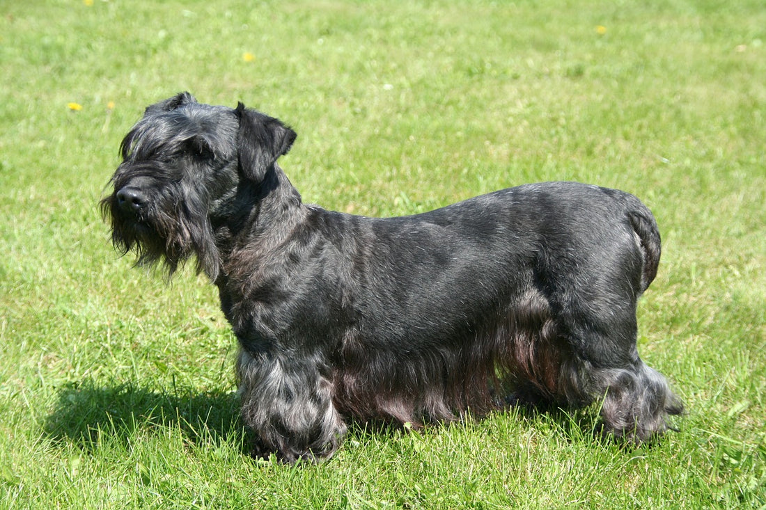 Cesky-Terrier Dog Breed Guide