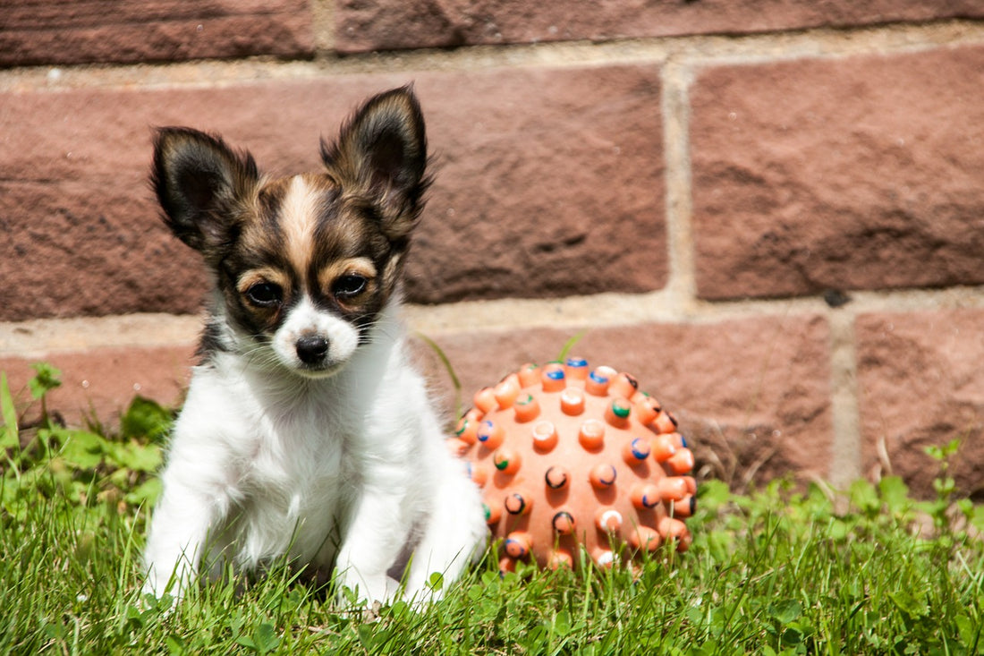 Chihuahua Dog Breed Guide
