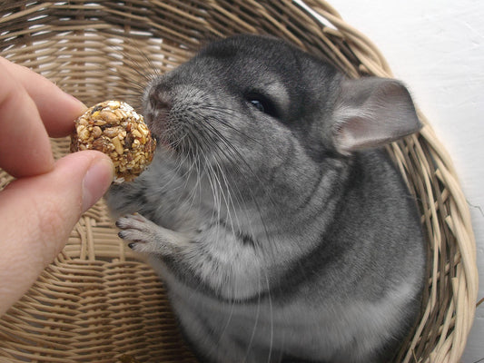 A Guide To Owning A Pet Chinchilla