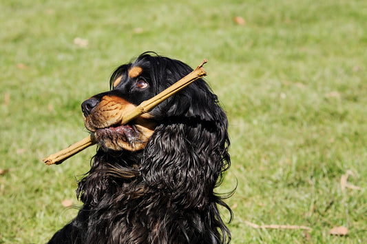 Cocker-Spaniel Dog Breed Guide