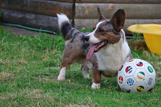 Corgi Dog Breed Guide