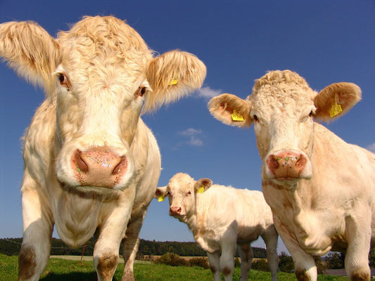 Dogs And Livestock