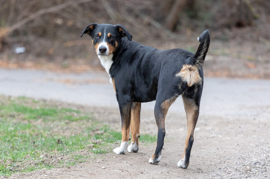 Appenzeller-Sennenhunde Dog Breed Guide