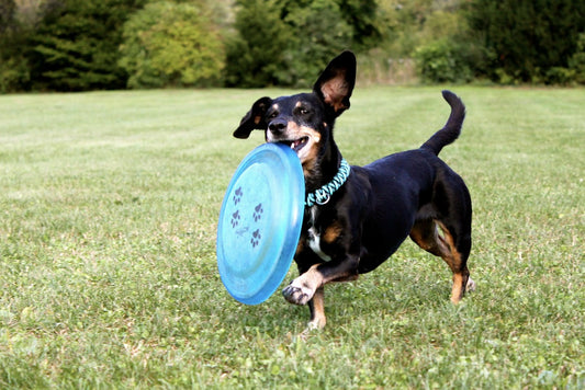 Sausage-Dog Dog Breed Guide