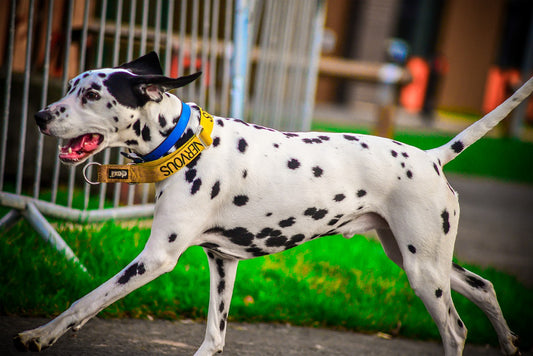 Dalmatian Dog Breed Guide