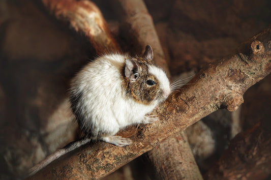 Degu Guide